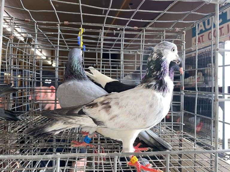 3 Tippler Pigeons