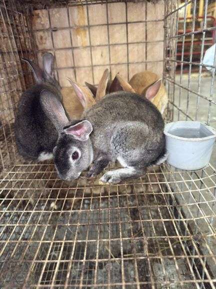 5 Flemish Giant Mini Rex Mix Rabbits