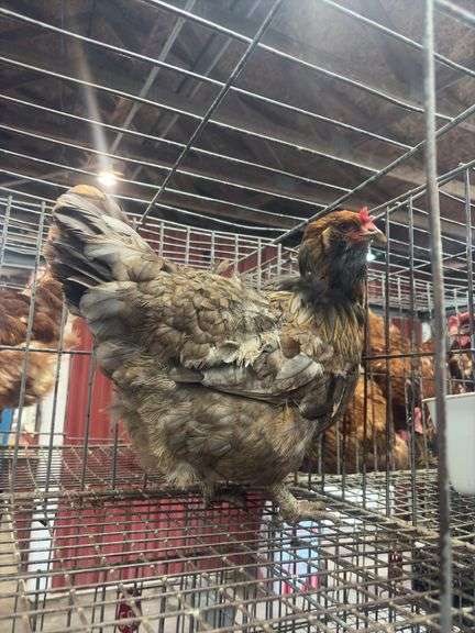 Ameraucana Hen