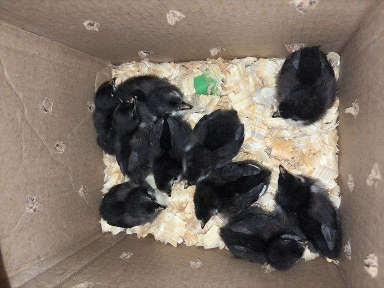 10 Black Australorp Pullets
