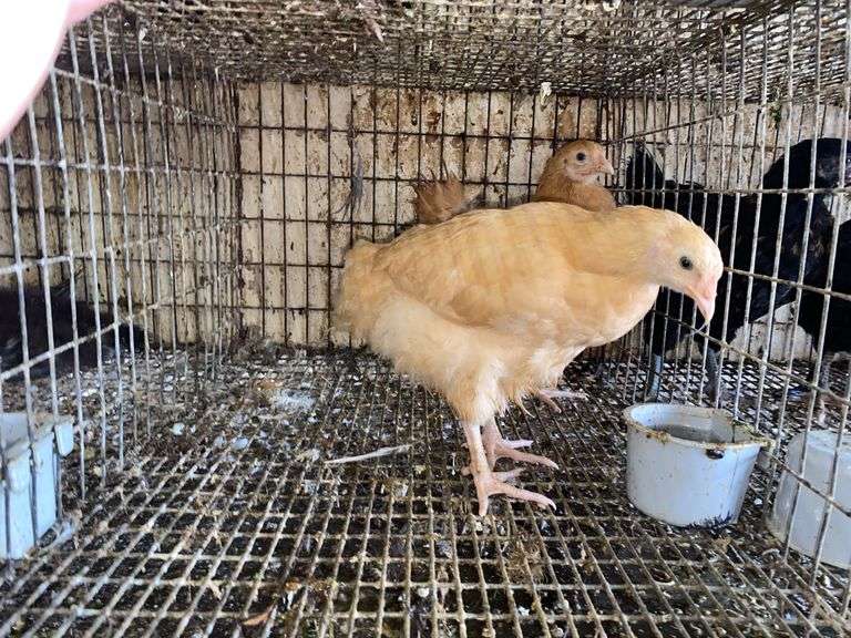 2 Buff Orpington Pullets - 7 Wks Old