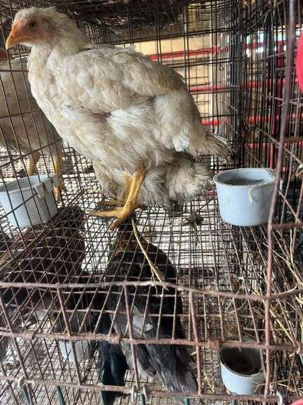 2 Meat Chickens