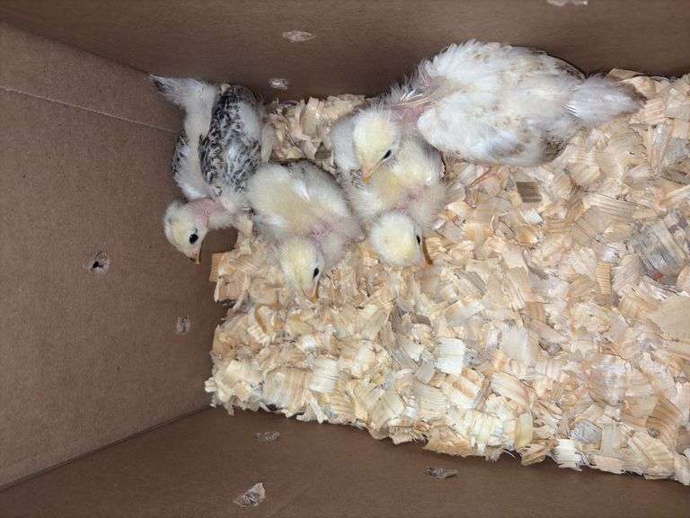 4 Turken Chicks
