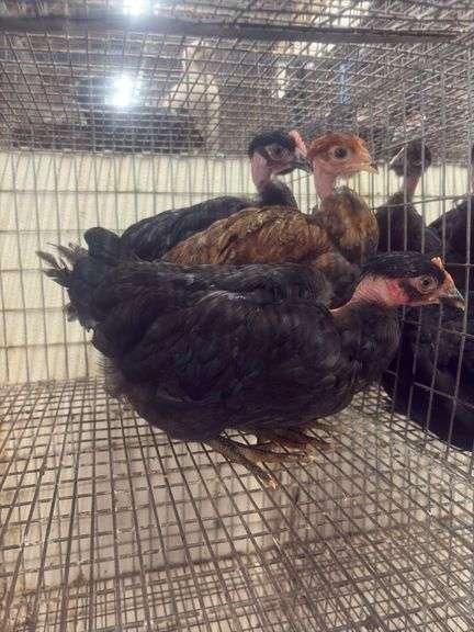 3 Turkens