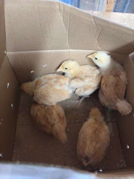 5 Buff Orpington Chick Pullets
