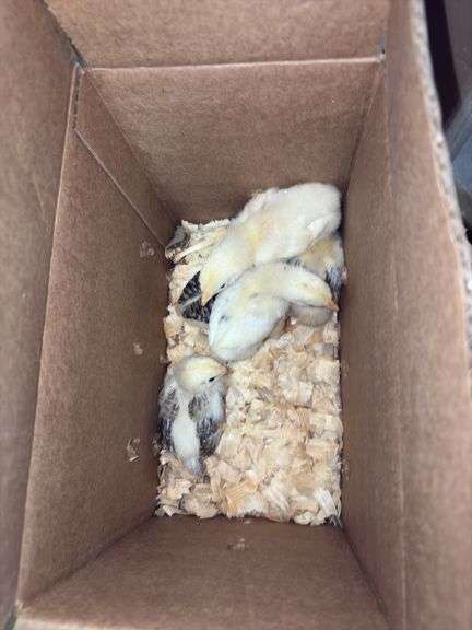 5 Barnyard Brahama Cross Chicks