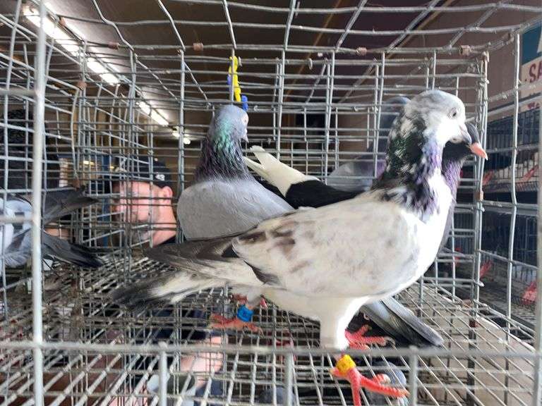 3 Tippler Pigeons
