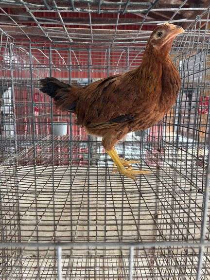 Young Red Hen