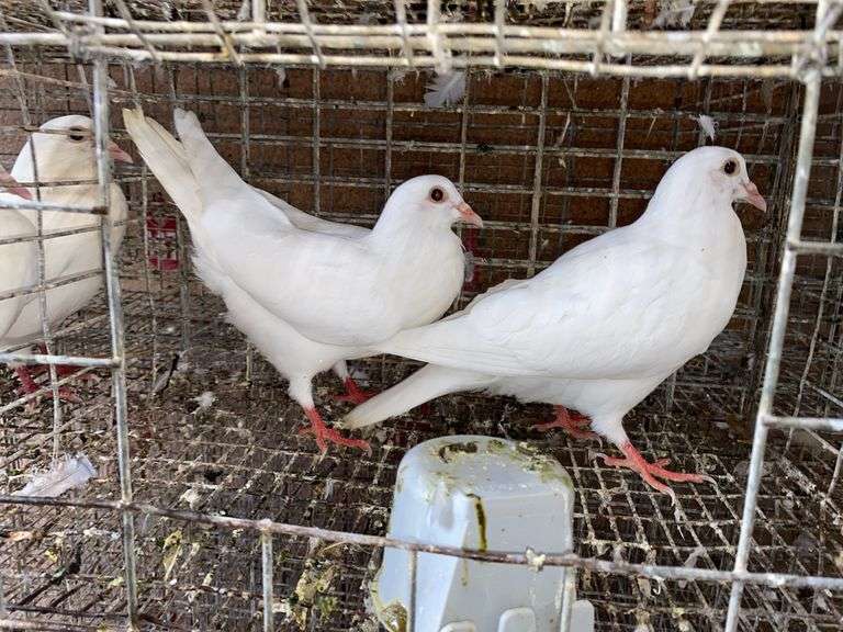 2 White Pigeons