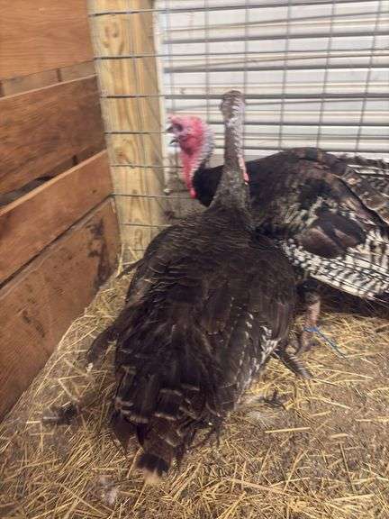 Young Bronze Hen Turkey - Currently Laying Eggs