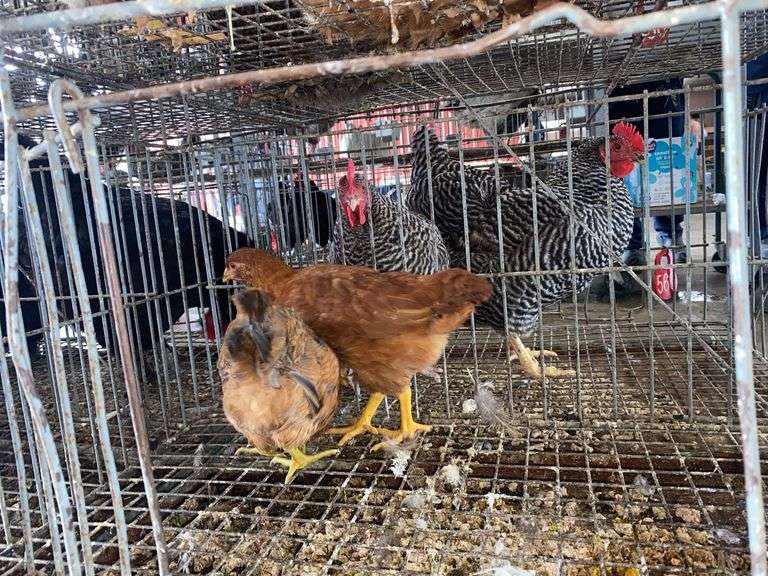 2 Barnyard Mix Hens