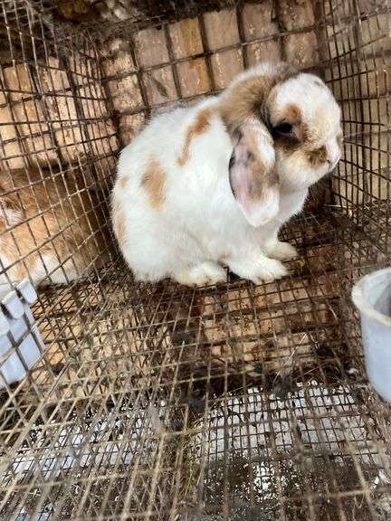 Holland Lop Buck