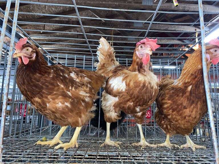 3 Rhode Island Red Hens