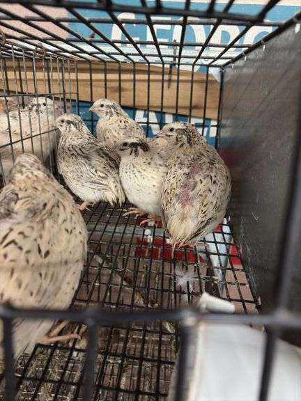 7 Italian Quail - 5 Wks Old