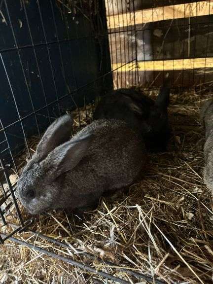 New Zealnd Doe w/ 2 Bunnies - Selling as Family