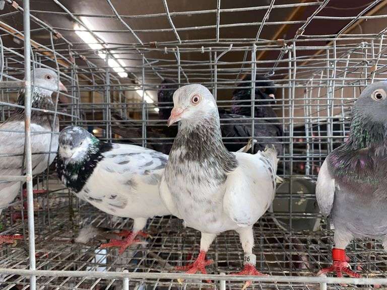 3 Tippler Pigeons