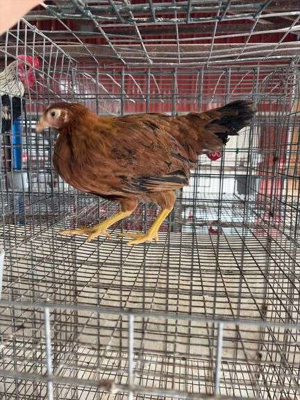 Young Red Hen