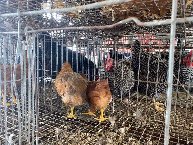 2 Barnyard Mix Hens