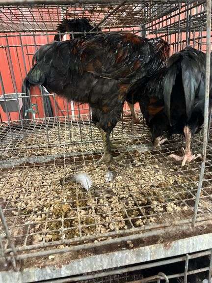 2 Roosters - 5 Mos Old
