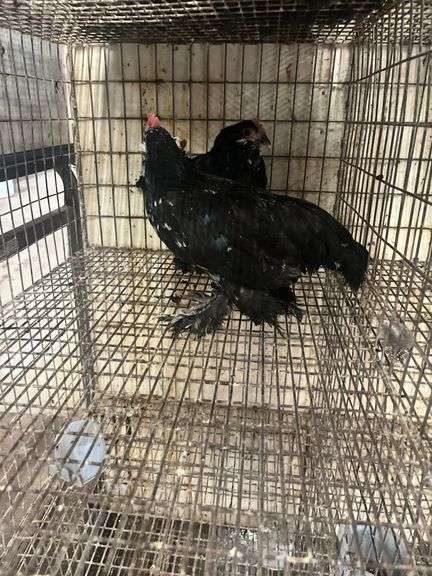 Pair Mottled D'uccles - 14 Wks Old