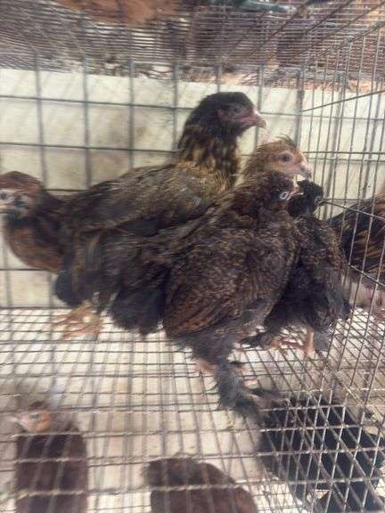 5 Ameraucana Pullet Chicks - 3 Months Old