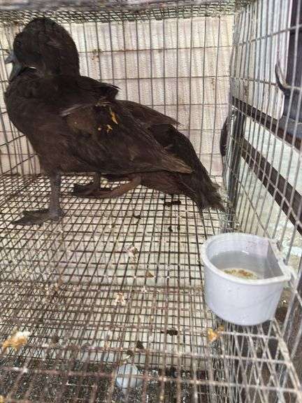 2 Khaki Campbell Runner Ducks - 2 Months Old