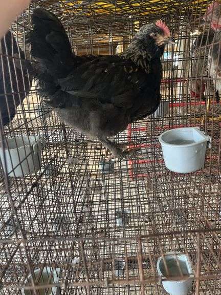 Olive Egger Cockerel