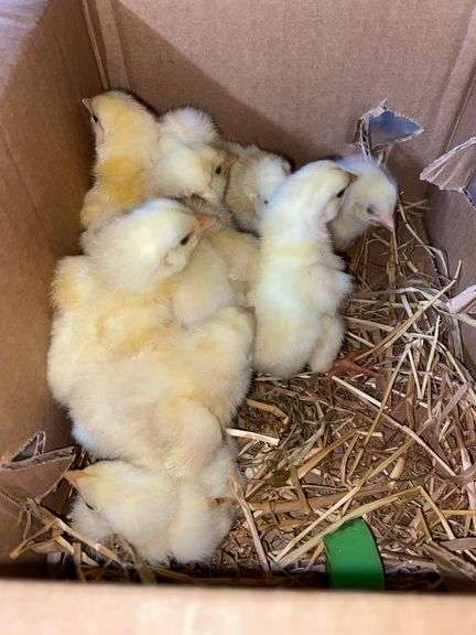10 Cornish Cross Chicks