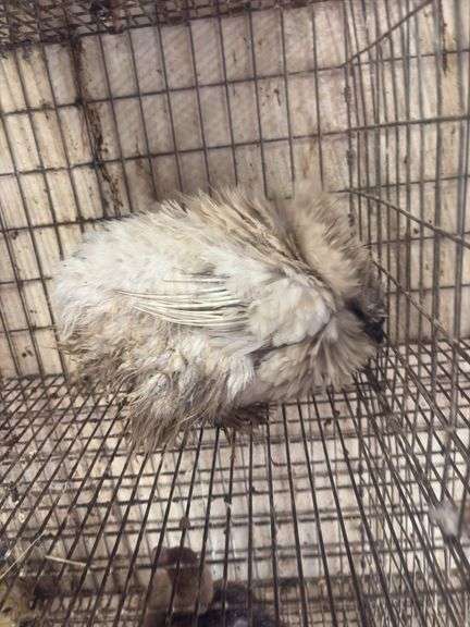 Lavender Frizzle Silkie Laying Hen - 1 Yr Old