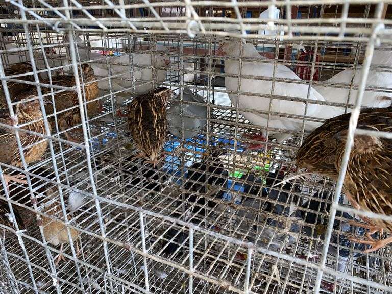 3 Jumbo Wilds Quail - 8wks Old