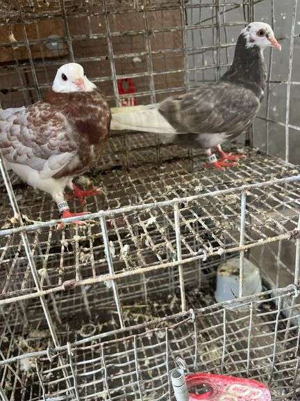 2 Roller Pigeons