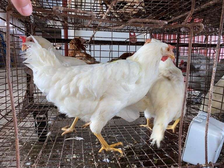 3 Leghorn Pullets