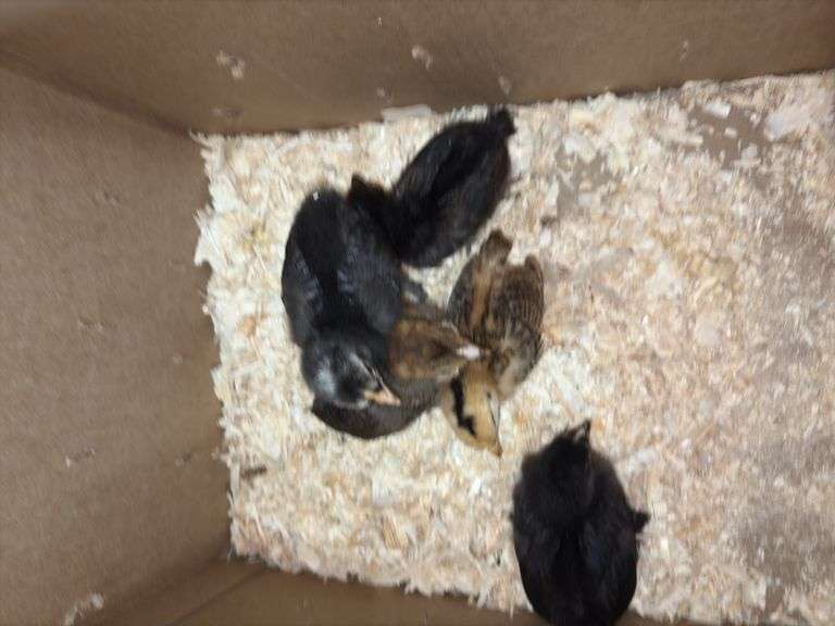 5 Barnyard Mix Chicks