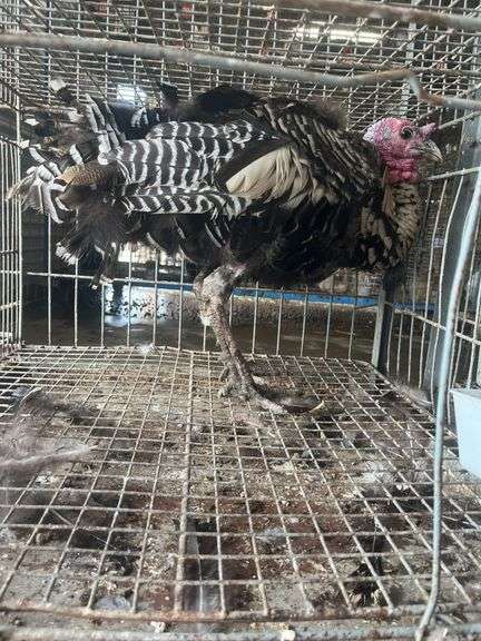 Narraganset Tom Turkey