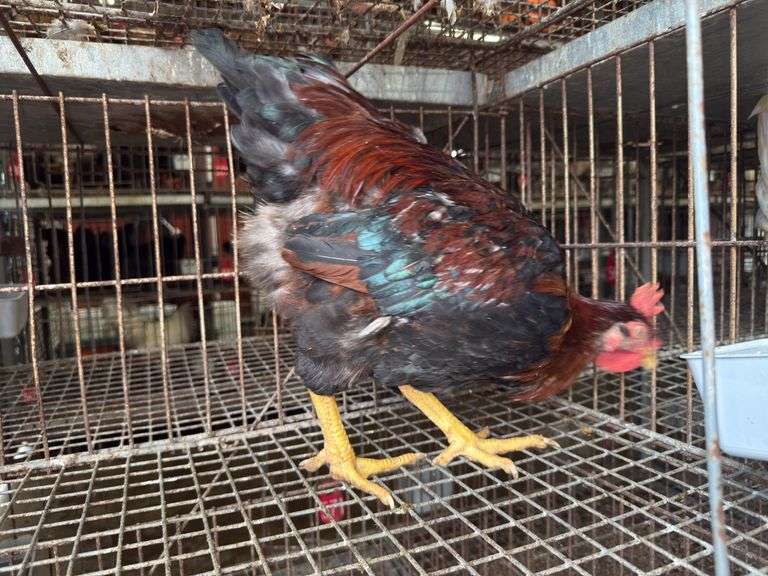 Barnyard Rooster - 3 Months Old