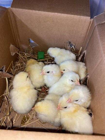 10 Cornish Cross Chicks