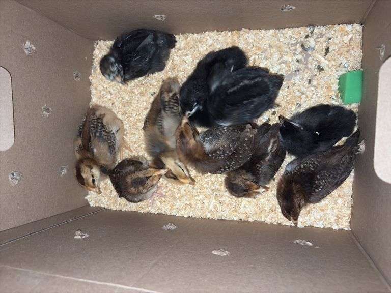 10 Oliver Egger & Wyandotte Pullets