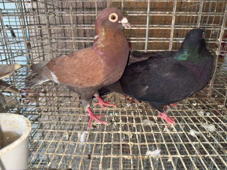Pair Roller Pigeons