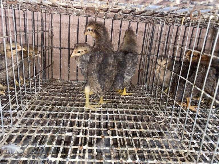 3 Cream Legbar Pullets