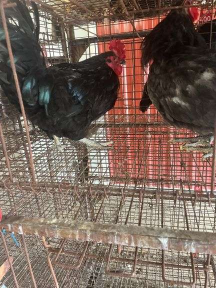 2 Maran Cross Roosters