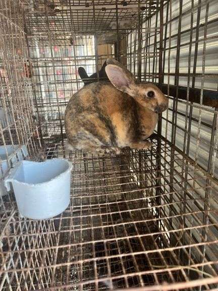 Mini Rex Doe