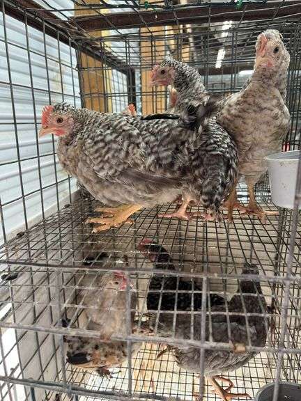 5 Young Cream Legbar/Barred Rock