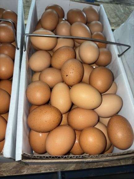 7 Doz XL Brown Eating Eggs