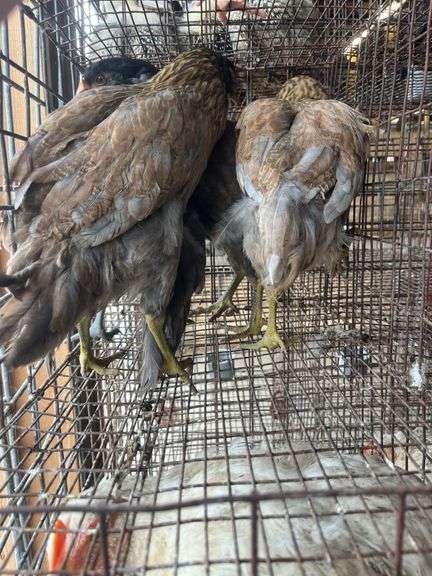 4 Ameraucana Pullets