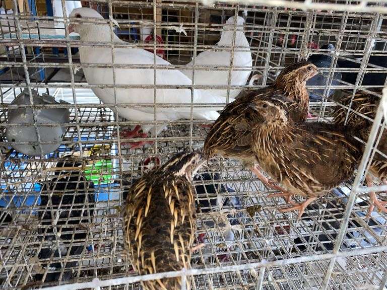 3 Jumbo Wilds Quail - 8wks Old