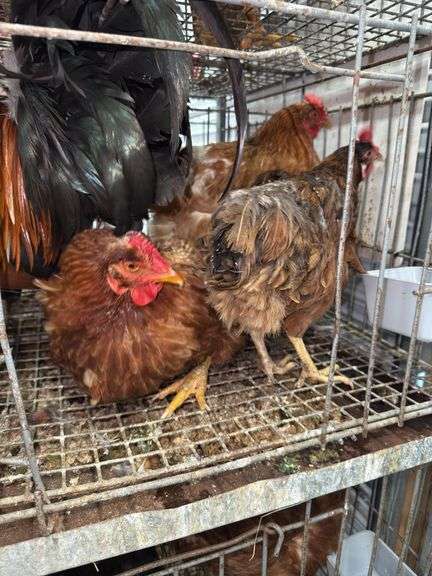 5 Chickens - 1 Rooster 4 Hens