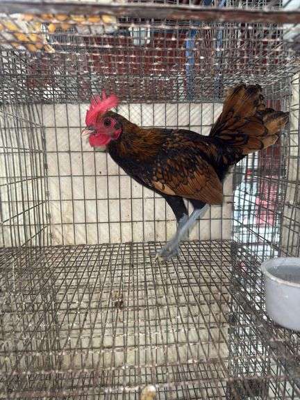 Sebright Rooster