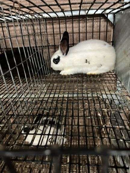 White & Black Bunny