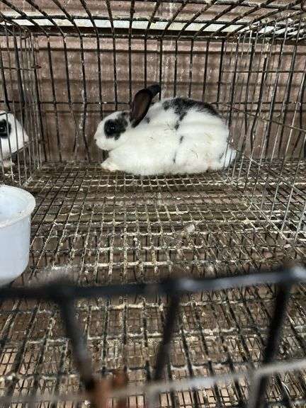 White & Black Bunny