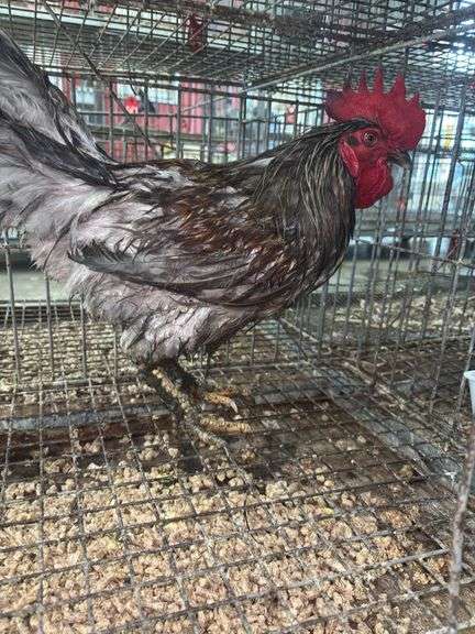 Barnyard Mix Rooster